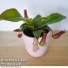 Nepenthes Hybrider 'Blood Red'