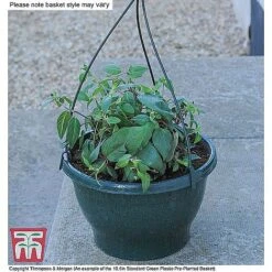 Petunia 'Frills & Spills'&trade; Mixed' Pre-Planted Basket -Edible Flowers Sales Store ORAN KB3430 CC4