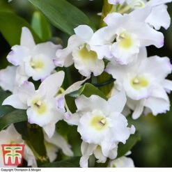 Orchid Apollon 7 Orchid Apollon -Edible Flowers Sales Store ORCH KB3778 C