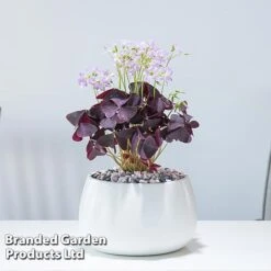 Oxalis Triangularis (Purple)