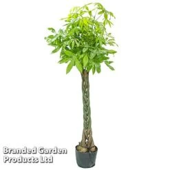 Pachira Aquatica Tree With Braided Stem -Edible Flowers Sales Store PACH AQUATICAT W48808