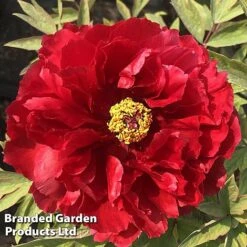 Edible Flowers Sales Store -Edible Flowers Sales Store PEON HOHKI S51001