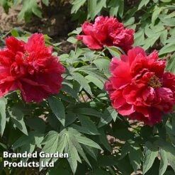 Tree Peony 'Hohki' 6 Tree Peony 'Hohki' -Edible Flowers Sales Store PEON HOHKI S51002