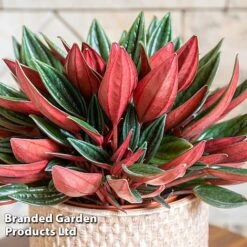 Peperomia Caperata 'Rosso'