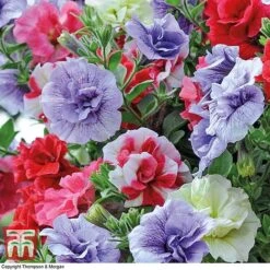 Petunia 'Frills & Spills'&trade; Mixed' Pre-Planted Basket -Edible Flowers Sales Store PETU TKA1199 B