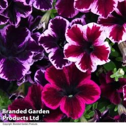 Petunia 'Cosmic Duo' -Edible Flowers Sales Store PETU COSMICMIX T40817