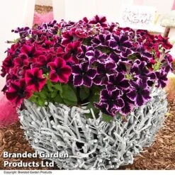 Petunia 'Cosmic Duo'