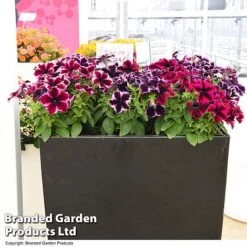 Petunia 'Cosmic Duo' -Edible Flowers Sales Store PETU COSMICMIX T40830