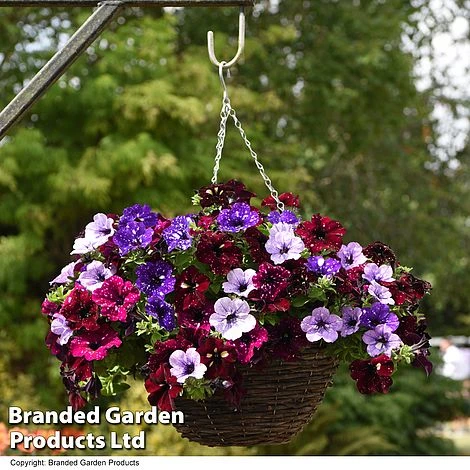 Petunia 'Sky Mix' Trio (with Night Sky) 1 Petunia 'Sky Mix' Trio (with Night Sky)