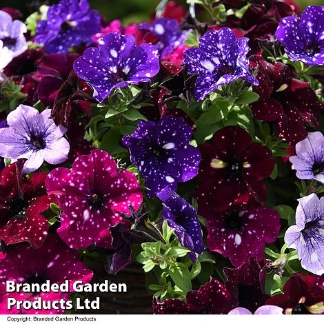 Petunia 'Sky Mix' Trio (with Night Sky) 6 Petunia 'Sky Mix' Trio (with Night Sky) - Image 6