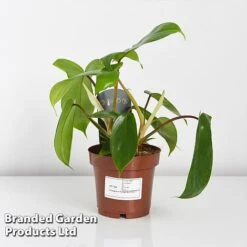 Philodendron 'Florida' -Edible Flowers Sales Store PHIL FLORIDA WKF1196 C