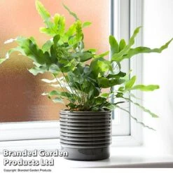 Nurseryman's Choice Indoor Fern Mix -Edible Flowers Sales Store PHLE BLUESTAR T447591