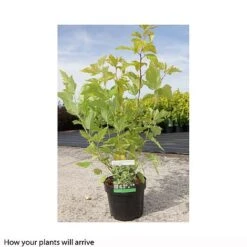 Edible Flowers Sales Store -Edible Flowers Sales Store PHYS T66379 B h