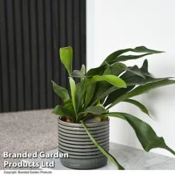 Nurseryman's Choice Indoor Fern Mix -Edible Flowers Sales Store PLAT BIFURCATU T44750