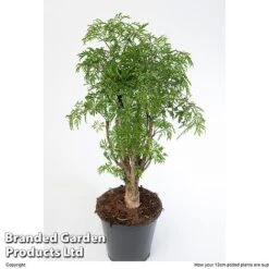 Polyscias Fruticosa 'Ming' -Edible Flowers Sales Store POLY MING12CM W48357