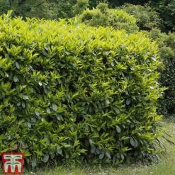 Prunus Laurocerasus 'Etna'