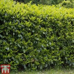 Edible Flowers Sales Store -Edible Flowers Sales Store PRUN T58250 B