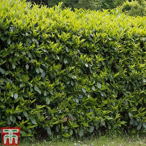 Prunus Laurocerasus 'Etna' 2 Prunus Laurocerasus 'Etna' - Image 2