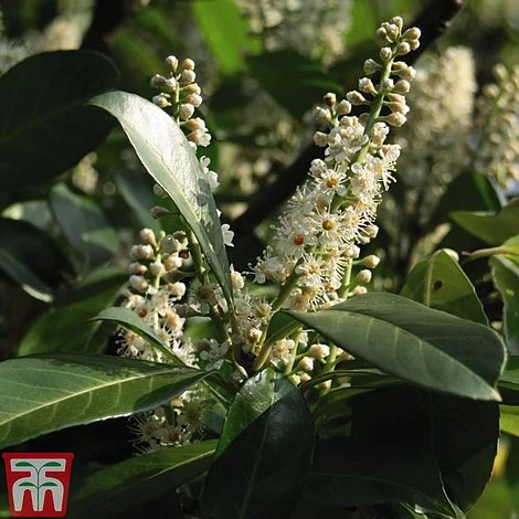 Prunus Laurocerasus 'Etna' 3 Prunus Laurocerasus 'Etna' - Image 3