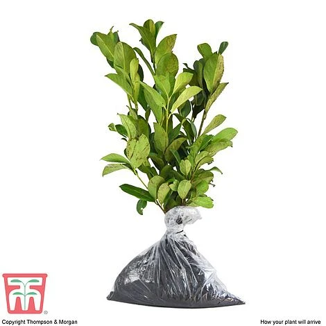 Prunus Laurocerasus 'Etna' 4 Prunus Laurocerasus 'Etna' - Image 4