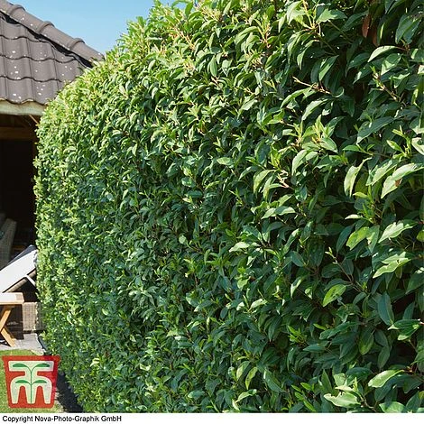 Prunus Lusitanica 'Angustifolia' -Edible Flowers Sales Store PRUN T66416 B