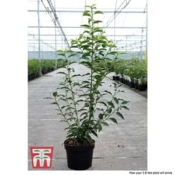 Prunus Lusitanica 'Angustifolia' -Edible Flowers Sales Store PRUN T66416 C1