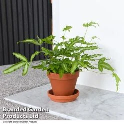 Nurseryman's Choice Indoor Fern Mix -Edible Flowers Sales Store PTER ALBOLINEA T43606