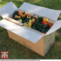 Sherbet Lemon -Edible Flowers Sales Store PrePlantedBasketArrive6