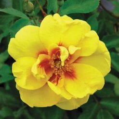 Rose 'Eye Of The Tiger' (Shrub Rose) -Edible Flowers Sales Store ROSE T62663 B h