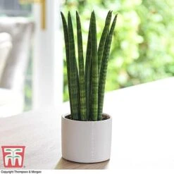 Sansevieria Cylindrica 'Straight'