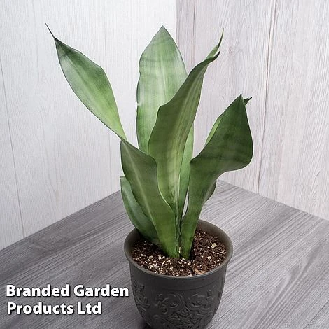 Sansevieria Trifasciata 'Moonshine' -Edible Flowers Sales Store SANS MOONSHINE WKB9077