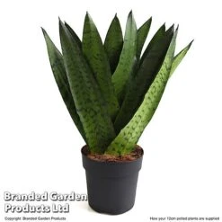 Sansevieria Zeylanica -Edible Flowers Sales Store SANS ZEYLA12CM T48483