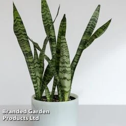 Sansevieria Zeylanica -Edible Flowers Sales Store SANS ZEYLANICA W45795