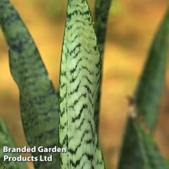 Sansevieria Zeylanica -Edible Flowers Sales Store SANS ZEYLANICA W45796