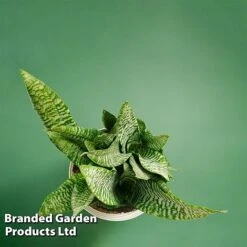 Sansevieria Zeylanica -Edible Flowers Sales Store SANS ZEYLANICA WKB9078