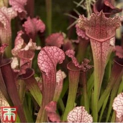 Sarracenia Leucophylla -Edible Flowers Sales Store SARR TKA2938 A