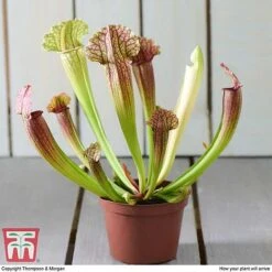 Sarracenia Leucophylla -Edible Flowers Sales Store SARR TKA2938 E