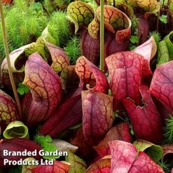 Sarracenia Purpurea Var. Montana -Edible Flowers Sales Store SARR MONTANA W46837