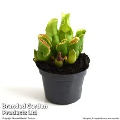 Sarracenia Purpurea Subsp. Venosa -Edible Flowers Sales Store SARR VENOSA9CM T48493