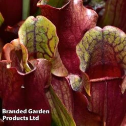 Sarracenia Purpurea Subsp. Venosa -Edible Flowers Sales Store SARR VENOSA W46836