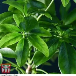 Schefflera Plant On Lava Rock In A Tray (Lova Plant) -Edible Flowers Sales Store SCH WKB4656 D