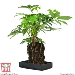 Schefflera Plant On Lava Rock In A Tray (Lova Plant) -Edible Flowers Sales Store SCH WKB4656 E