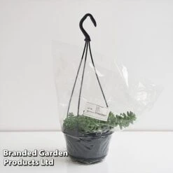 Sedum Morganianum 'Burrito' -Edible Flowers Sales Store SEDU BURRI14CM T44717