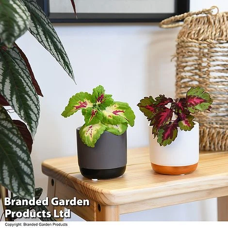 Solenostemon Scutellarioides 'Mix' 1 Solenostemon Scutellarioides 'Mix'