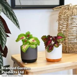 Solenostemon Scutellarioides 'Mix' 5 Solenostemon Scutellarioides 'Mix' -Edible Flowers Sales Store SOLE SCUTELLAR T47690