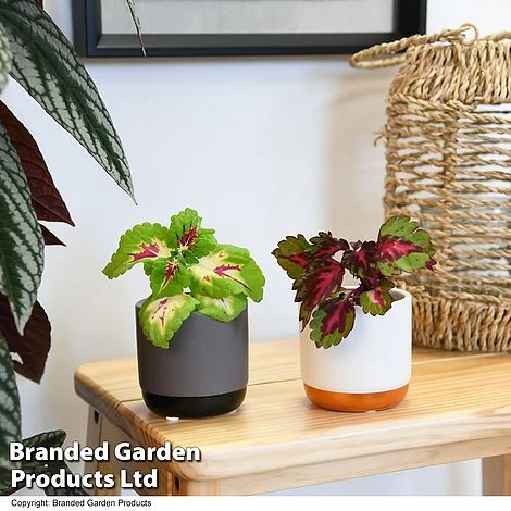 Solenostemon Scutellarioides 'Mix' 3 Solenostemon Scutellarioides 'Mix' - Image 3