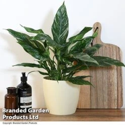 Spathiphyllum 'Diamond' -Edible Flowers Sales Store SPAT DIAMOND T48399