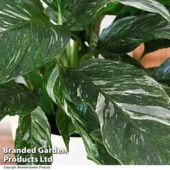 Spathiphyllum 'Diamond' -Edible Flowers Sales Store SPAT DIAMOND T48401