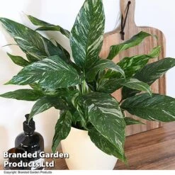 Spathiphyllum 'Diamond' -Edible Flowers Sales Store SPAT DIAMOND T48403