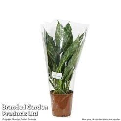 Spathiphyllum 'Diamond' -Edible Flowers Sales Store SPAT DIAMOND T48405